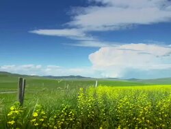 Farmer Looks at Canola Field Stock Footage