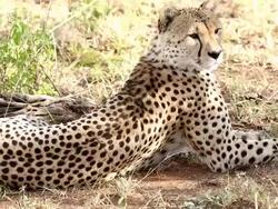 Cheetah Stock Footage