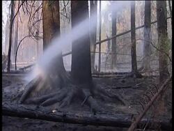 Flood and fire disasters in asia, Europe, climate expert News Clip