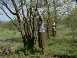 Woman shaking Caterpillars from tree, Botswana, Africa Stock Footage