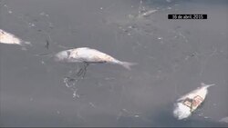 Retiran 37 toneladas de peces muertos en laguna olimpica de remo en Rio de Janeiro Instructional Video