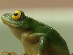Green tree frog Stock Footage