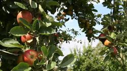 Apples On Branch Stock Footage