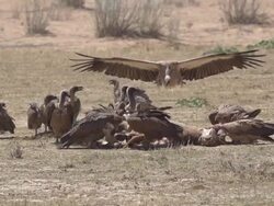 Safari - Vultures in SloMo Stock Footage