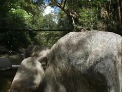 WS, TU, Woman stepping up onto large boulder in riverbed and looking at view in tropical rainforest, Mossman, Queensland, Australia Stock Footage
