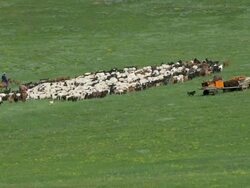 MS Nomads moving camp with herd of sheeps and goats / Central-south Mongolia, Mongolia Stock Footage