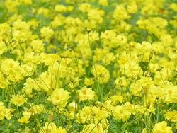 Flower plant Stock Footage