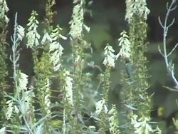 Colibri 1 Stock Footage