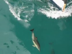 Dolphins travel with the ship Stock Footage