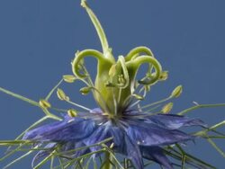 T/L Love-in-a-mist (Nigella damascena) fruit developing Stock Footage