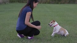 Doing Tricks in Obedience Class Stock Footage