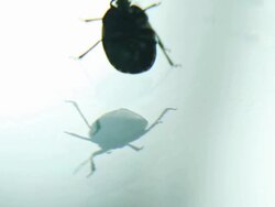 Beetle on the mirror trying to roll over - macro Stock Footage
