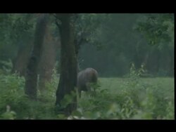 Sambar Deer (Cervus unicolor) walking in forest, raining, Bandipur Stock Footage