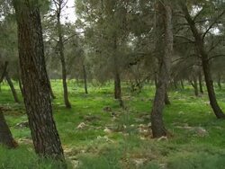 MS PAN Shot of artificial JNF pine forest blooming in spring / Ma'ale Gilboa, Gilboa, Israel Stock Footage