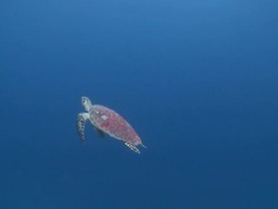 Hawksbill Turtle (Eretmochelys imbricata) in blue ocean, The Maldives Stock Footage
