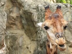 Giraffe head Stock Footage