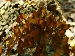 Butterfly on old timber ,HD Stock Footage