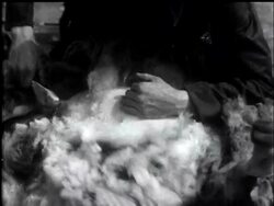 Town sheep lose their wool. News Clip
