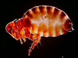 Rabbit flea, side view, black background Stock Footage