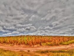 Farm Corn Time Lapse (HDR) Stock Footage