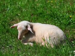 HD Little Lamb Resting in Pasture Stock Footage
