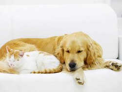 Cat and dog resting together. Stock Footage