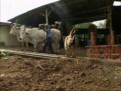 Costa Rica celebrates the art of the ox cart Instructional Video