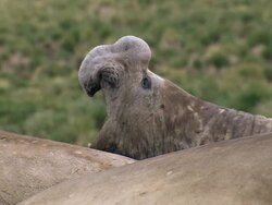 CU Bull elephant seal calling AUDIO / Gold Harbour, South Georgia, Antarctica Stock Footage
