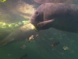Manatee eating head lettuce, Florida, North Atlantic Ocean  Stock Footage