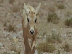 Close up of Arabian Oryx calf wandering in Jiddat al-Harasis desert Stock Footage