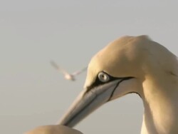 CU Shot of Cape gannets engaged in mating behavior and preening / Namaqualand, Northern Cape, South Africa Stock Footage