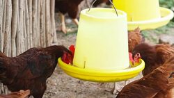 Chicken in farm Stock Footage