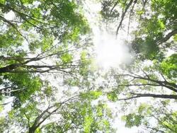 forest Stock Footage