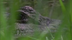 An alligator peers through seagrass in a Florida swamp. Stock Footage