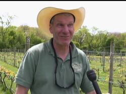 The Queens County Farm Museum in New York is making and selling its own wine, which goes on sale this month. The AP's Warren Levinson check's out New York's new brew. News Clip