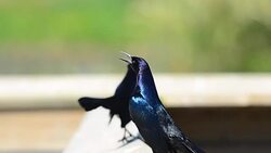 Two Boat Tailed Grackle birds calling Stock Footage