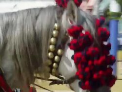 MS CU Horses bedecked in garlands during 'Feria festival  / Seville, Andalusia, Spain Stock Footage