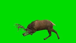 Stag Horn Green Screen (Loopable) Stock Footage