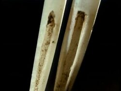 BCU 2 hollow front snake fangs Stock Footage