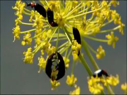 Beetles on umbelliferous plant, close up, Parque Natural Los Alcornocales (Cadiz y Malaga), Andalucia, Spain Stock Footage