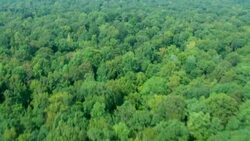 Thick leafy trees characterize a dense forest in Mississippi. Stock Footage