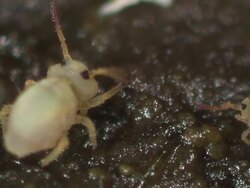 Springtail (Sminthurides aquaticus) adult juvenile interaction antennae waving Stock Footage