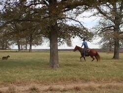 Caucasian Cowboy Rides White Horse on Texas Ranch Stock Footage