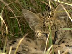 CU Shot of serval lying and resting in tall grass / Okavango Delta, North-West District, Botswana Stock Footage