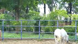 white horse eating hay in stable Stock Footage