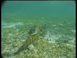 MS Saltwater crocodile, resting on seabed, swims to camera then away from camera, CU head, Sabah, Borneo, Malaysia Stock Footage