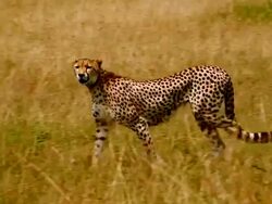 MS PAN TS Cheetah walking right to left through grassland / Masai Mara, Kenya Stock Footage
