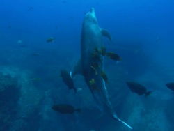 Dolphin and Clarion Angel fish being cleaned, Mexico  Stock Footage