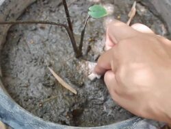 Fertilizer for water plant. Stock Footage