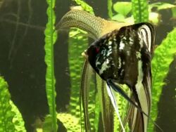 Aquarium Stock Footage